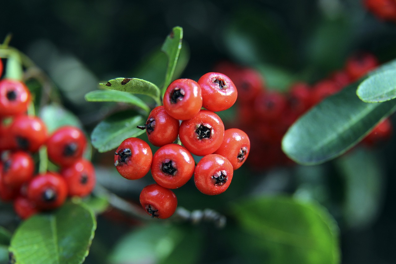 罗纳尔多的 罗纳尔多的